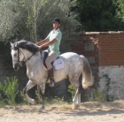 CABALLO ( PRE ) GARABATO V (MADRID) - mejor precio | unprecio.es