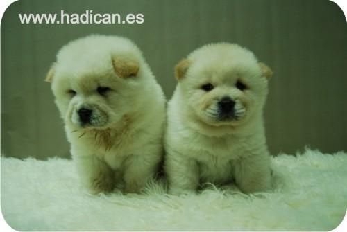 Cachorritos de Chow Chow en diferentes colores y la mas alta calidad.