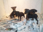 CACHORRITOS DE PINCHER MINI, PRECIOSOS 480 EUROS - mejor precio | unprecio.es