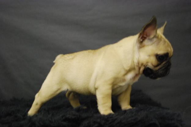 Cachorros de Bulldog frances Color fawn