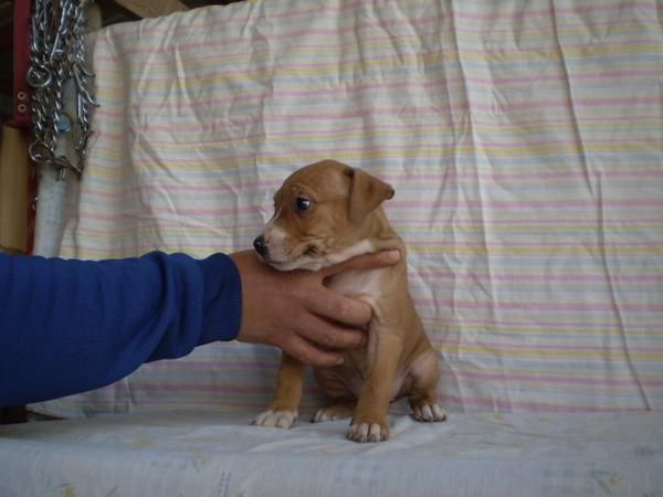 camada american stanffordshire terrier