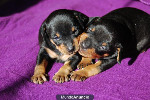 Excelentes cachorros de Pinscher Miniatura