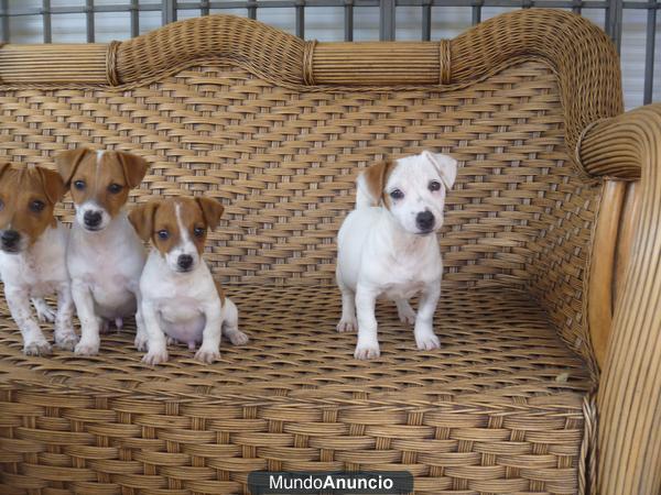 JACK RUSSELL TERRIER -EL PERRO DE LOS OSCAR-