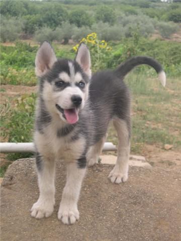 Siberian Husky