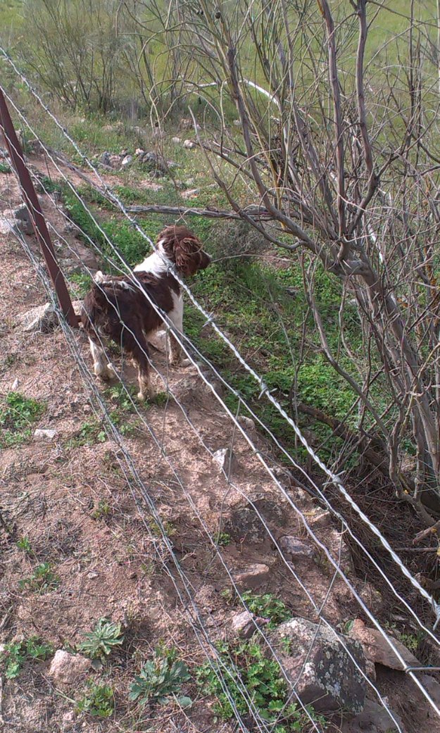 springer spaniel ingles