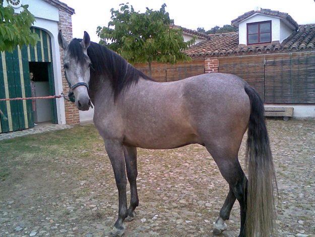 VENDO YEGUA Y CABALLO PRE O CAMBIO POR VAN O SILLA DE MONTAR