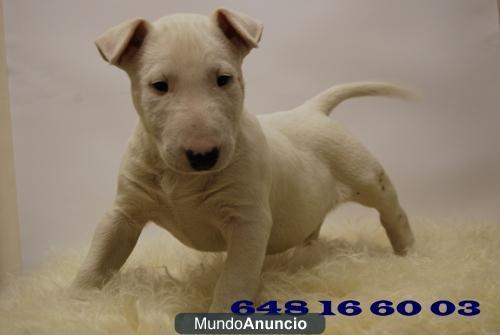 bull terrier NUEVA CAMADA DE CALIDAD