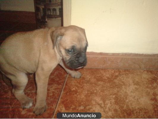 Cachorros de boxer