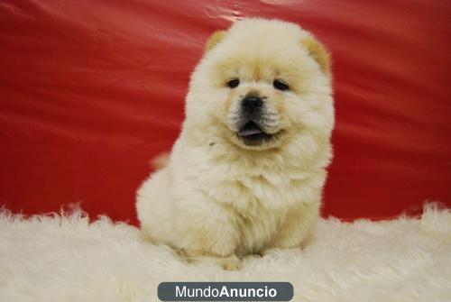 divertidos cachorros de chow chow , muy peluedos