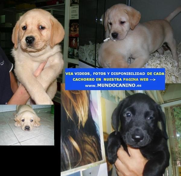 Labrador Retriever, Beagle, Shar Pei y Chow Chow Cachorros en Tienda Virtual