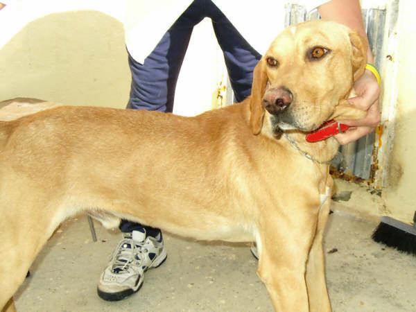 Marlon, encantador labrador busca buen hogar