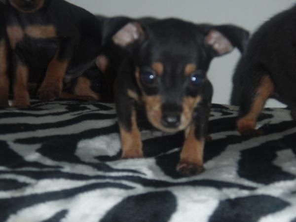 MINI PINSCHER EN BARCELONA CENTRO 345