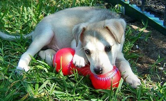 Perrito Husky maravilloso para usted.