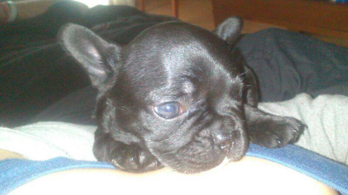 Ultima hembra bulldog frances 2 meses 350 euros