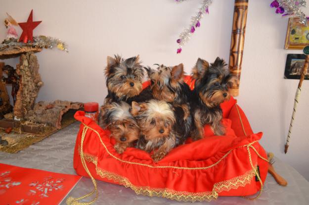 cahorritos yorkshire terrier tamaño toy