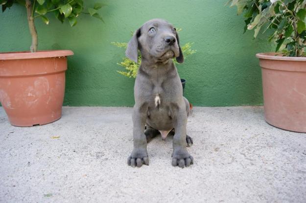 Dogo alemán o gran danés de color azul ejemplares de 1º calidad muy buena morfologia , inf