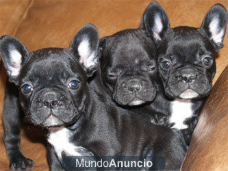 Bulldog Frances, cachorros preciosos