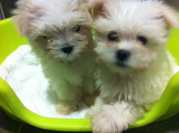 Cachorros de Bichon Maltes