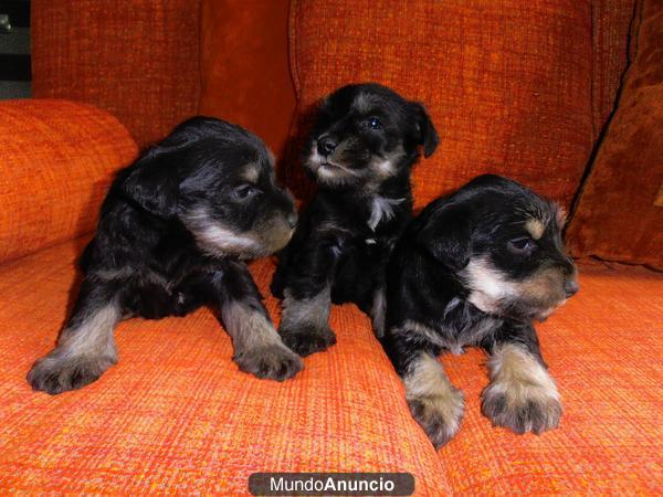 Excelente camada Schnauzer miniatura