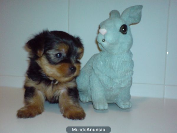 impresionantes cachorros de yorkhire