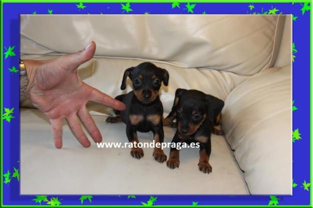 Pinscher Toy Malaga Ocasion