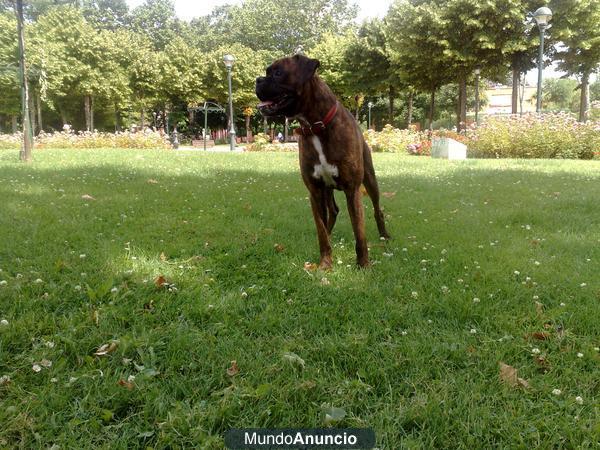 Precioso boxer para montas