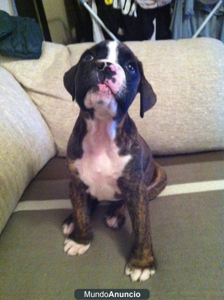 se vende cachorro boxer