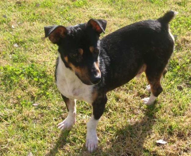 TINO, Perrito pequeño en adopción