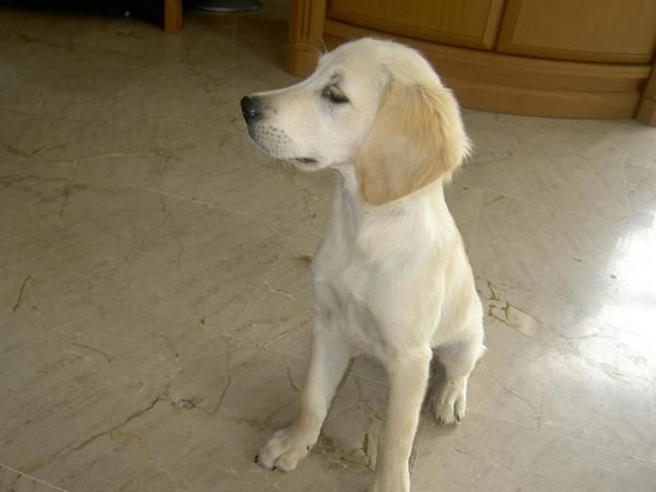 Ultimos Machos Golden Retriever Desde 200