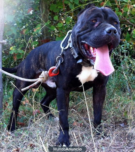 Cachorros pitbull XXL,Guarda-Defensa-Compañia