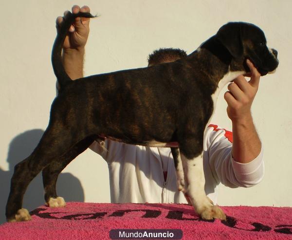 cachorro boxer macho atigrado pedigree de campeones