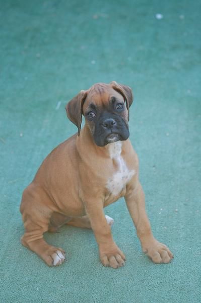 Cachorros de Boxer con Pedigree