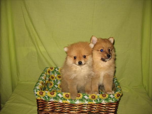 Lindos Pomeranias 360 euros