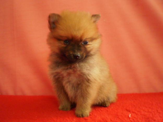 LULU DE POMERANIA CACHORROS CON DOS MESES DE EDAD