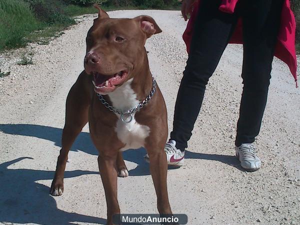 PITBULL RED NOSE PARA MONTAS