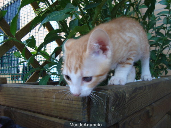 Regalo gatito de mes y medio