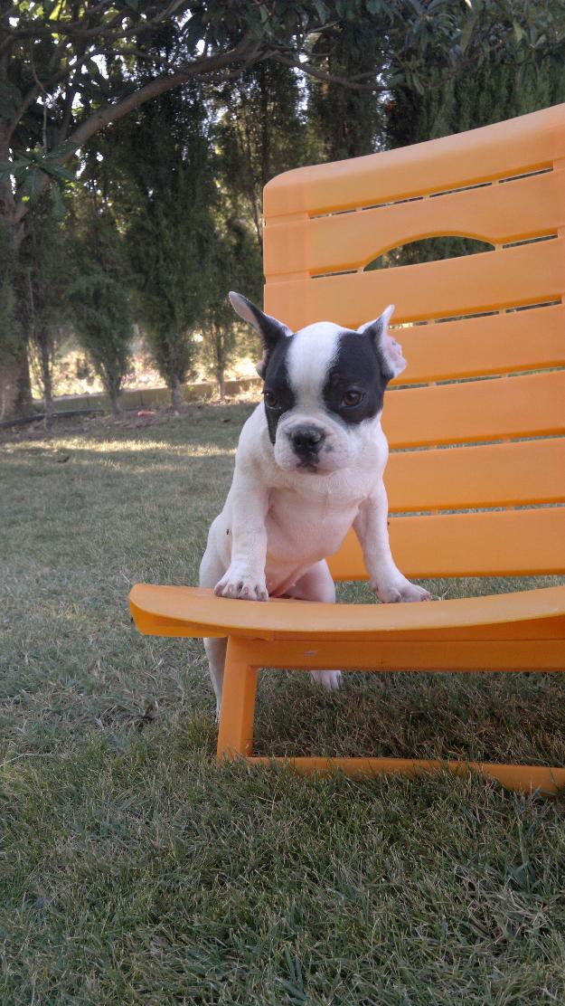 Ultimo cachorrito bulldog frances.