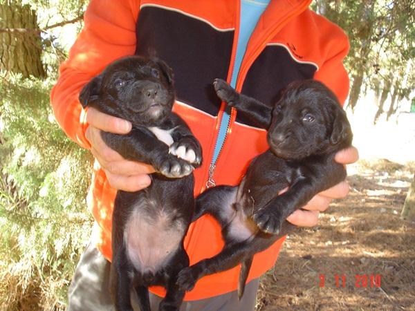 Varios perros buscan dueño, se van a la perrera!!