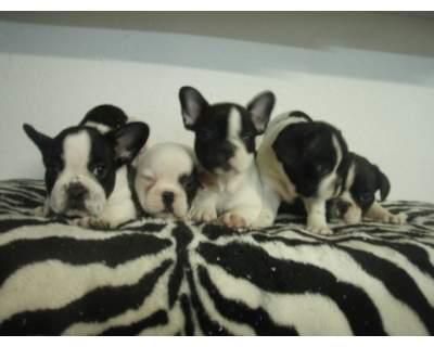 CACHORRITOS DE BULLDOG FRANCES, 550 EUROS