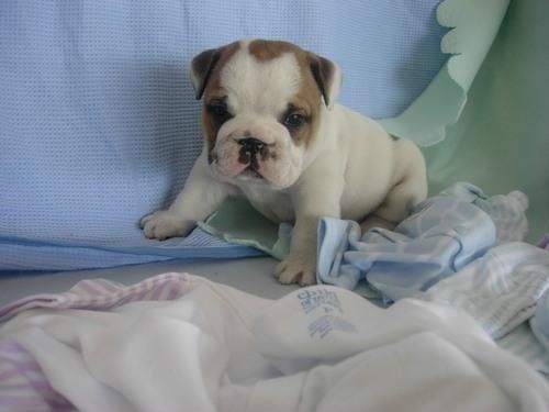 Excelentes Cachorros De Bulldog Ingles