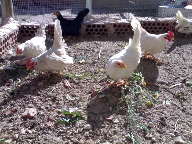 gallinas de raza