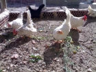 gallinas de raza - mejor precio | unprecio.es