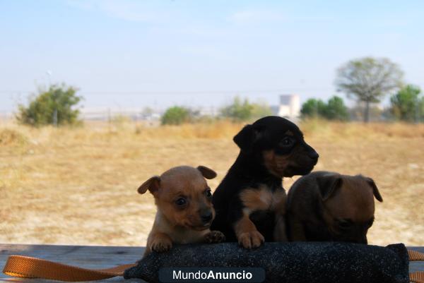 Pinscher Miniatura cachorros con pedigree de raza