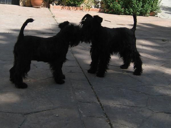 schnauzer miniatura en color negro y en sal y pimienta los peques se pueden ver en madrid