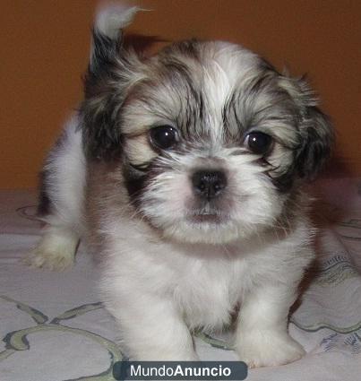 SHIH TZU MACHO