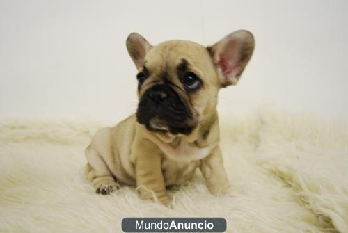 TENEMOS BULLDOG FRANCES FAWN EN MADRID