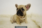 TENEMOS BULLDOG FRANCES FAWN EN MADRID - mejor precio | unprecio.es