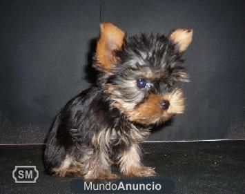 YORKSHIRE TERRIER A ESTUPENDO PRECIO  400E