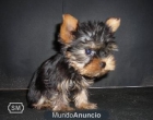 YORKSHIRE TERRIER A ESTUPENDO PRECIO 400E - mejor precio | unprecio.es