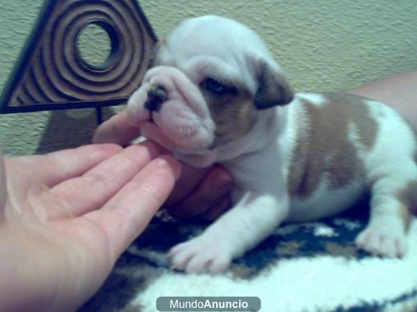 Bulldog ingles cachorros excelentes